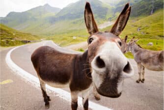 Donkey (Ass) With Nose Pointed At Viewer